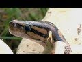 Python Hatching in Florida 03