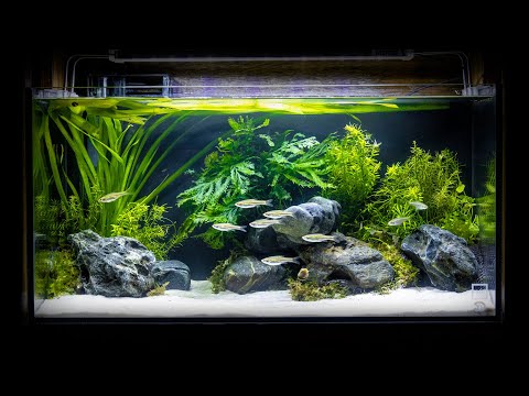 YouTube reptile video