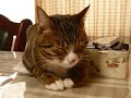 お昼寝ネコ a cat napping