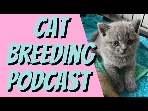HOW DO YOU GET YOUR BREEDING CATS TO CALL? - Cat Breeding For Beginners Podcast, Cattery Advice