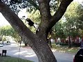Dotty climbing a tree in Halloween costume