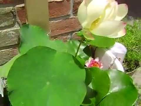how to fertilize lotus plants