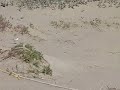 Snowy Plover at Isla Vista, UCSB