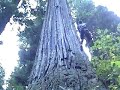 Nanning Creek Treesit (short)
