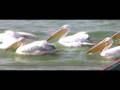 videos de Reserva natural de Djoudj, Senegal