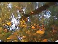 The Alaskan Koi Garden