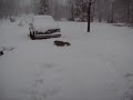 dog in snow