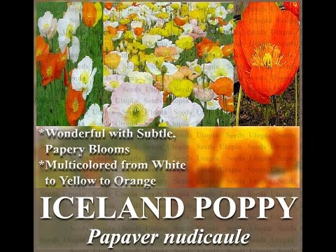 how to plant iceland poppies