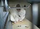 Dirty Chinchilla