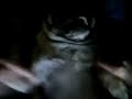 oh she bang pug