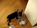 My French Bulldog Noodle Eating My French Bulldog Noodle Eating