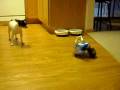 videos de Chihuahua Attacks!