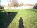 Baldur, The German Sheppard