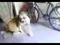 cachorro falante