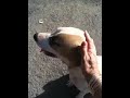 Lost dog