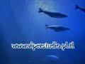 Akwarium Oceanu by Viper Studio - Demo DVD