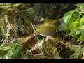 Parque Nacional Los... Ver video