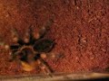 Brachypelma Smithi vs. Tenebrio molitor