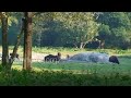 Parambikulam Wildlife Sanctuary in Palakkad district of Kerala, India. For more details click on - www.indiavideo.org
