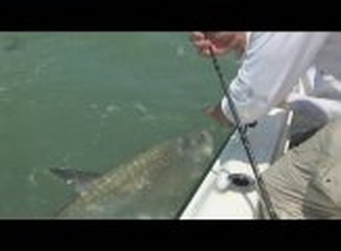 tarpon fishing