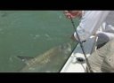 Big Tarpon over 100 pounds! Tarpon Fishing Charters