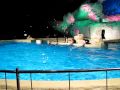 Dolfijnenshow   -Dolfinarium harderwijk-