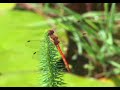 Dragonflies on my pond