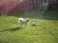 Diesel playing in the sprinkler.