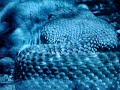 The Snake - AL WILSON. The Snake - AL WILSON.