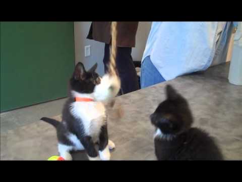 See video