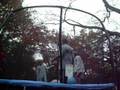 videos de trampoline football with medicen balls