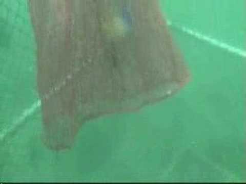 See video