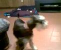 Hazard Howling