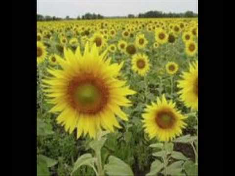 Floarea soarelui