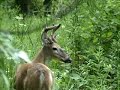 August 20 Whitetail Bucks ONLY on HawgNSons TV!