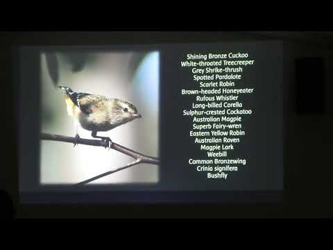 <p>Deep Listening to Nature</p>
 video thumbnail