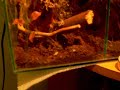 Psalmopeus Cambridgei L4 vs Cricket