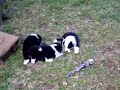 More border collie puppies playing More border collie puppies playing