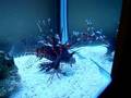 Volitans Lion Fish Lightning Fast Dont Blink!
