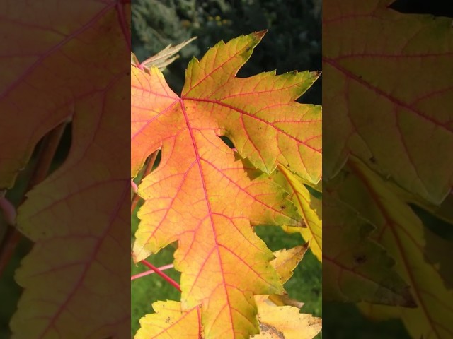 Клен Сахаристый (Acer saccharum)