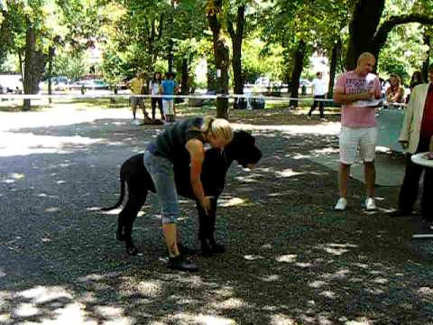 dogue allemand