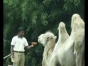 Global warming/aids comercial,borat,parody