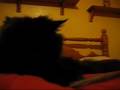 weird cat !