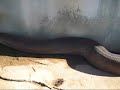 LA ANACONDA MAS GRANDE DEL MUNDO (agregamehorita@hotmail.com)