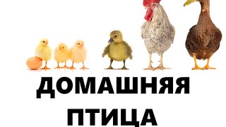 Смотрим познавательный ролик "Домашние птицы"!