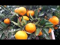 Click here to watch this video みかんが色が付いてきました