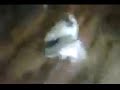 shih tzu honey singing