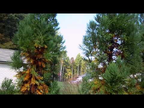 how to fertilize cryptomeria