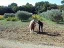 Binou et Fleur