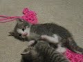 kittens.html